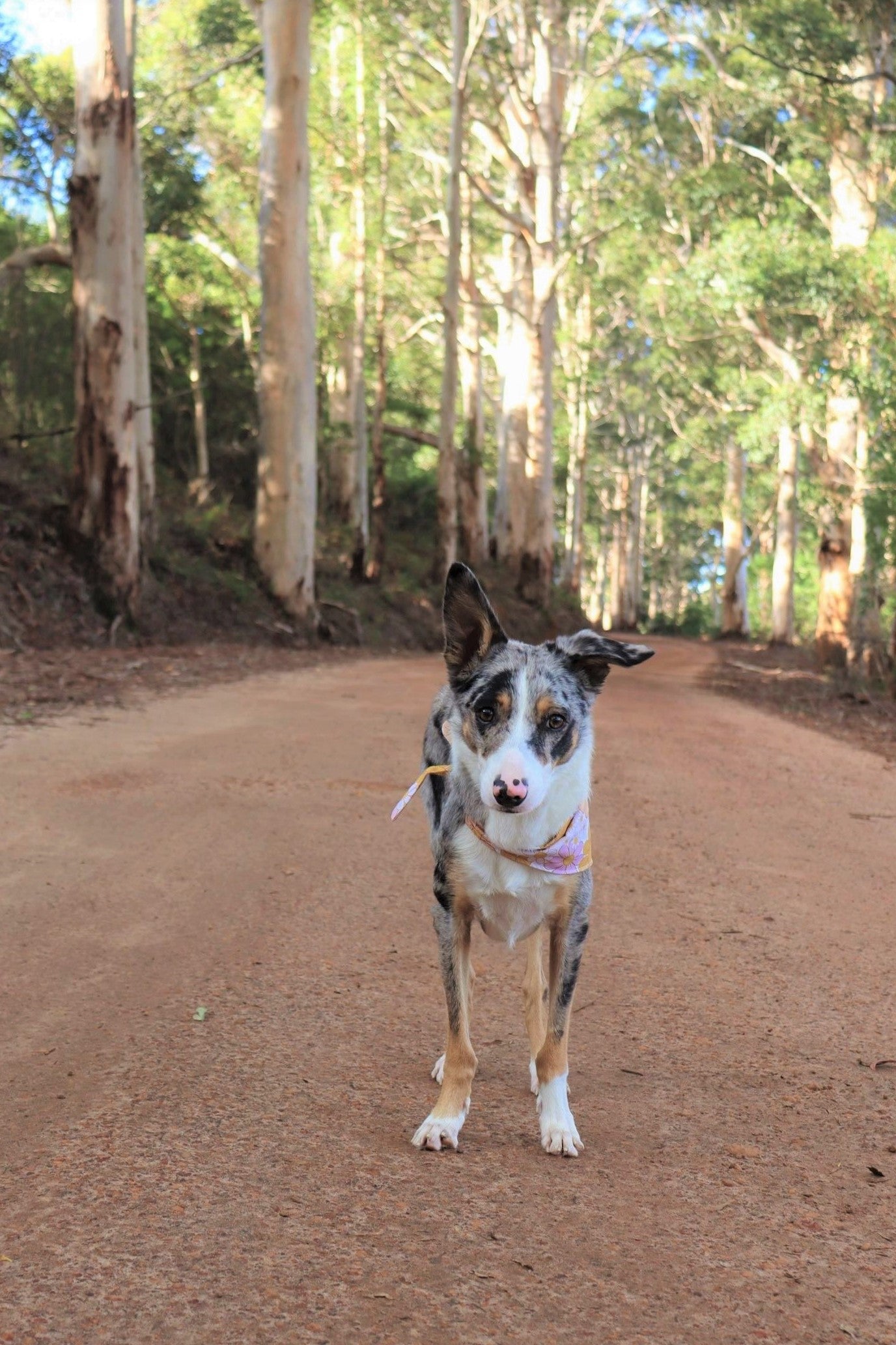 a dog looking face on to the camera with a bandana around its neck with a backdrop of a road and trees